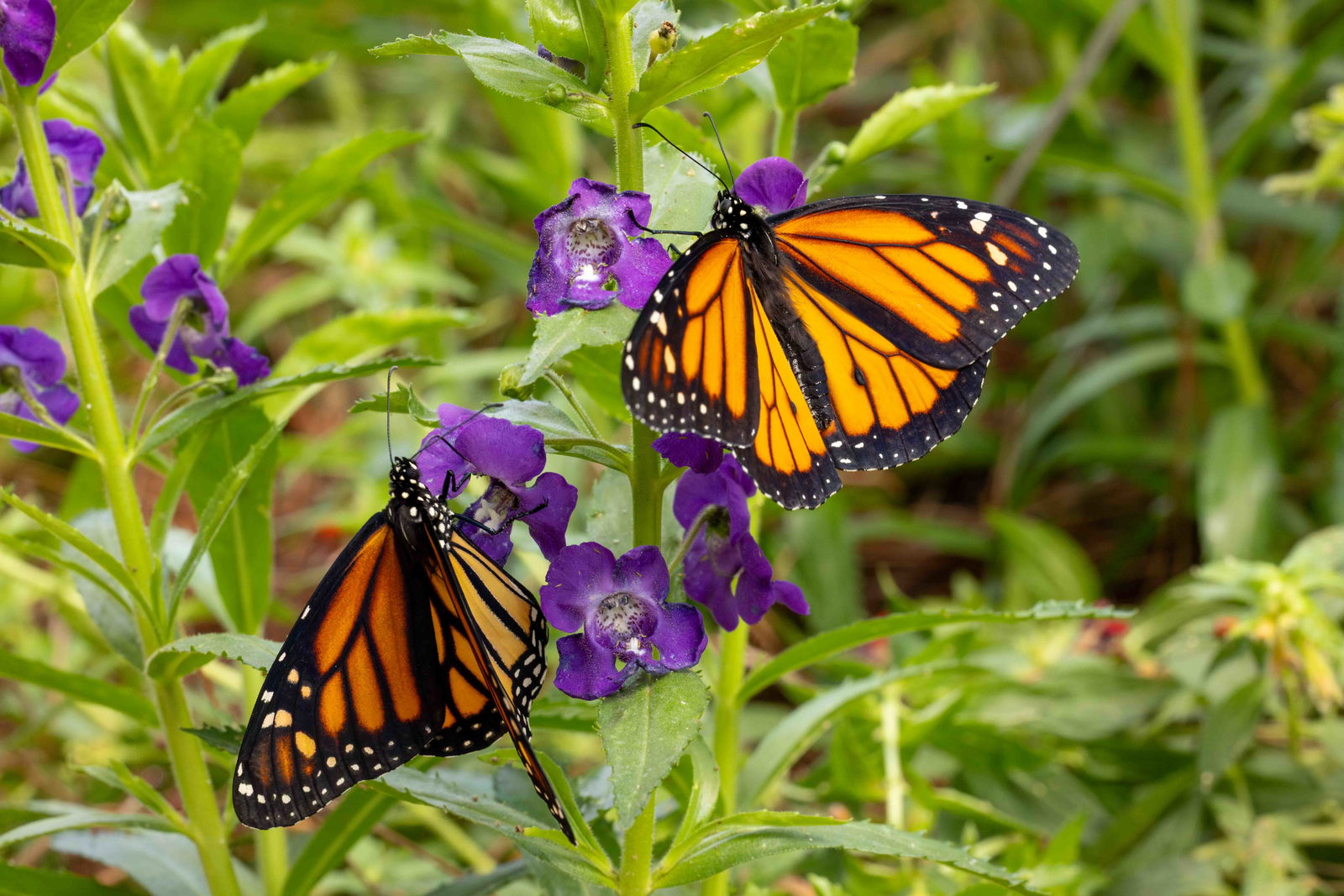 Butterfly House Now Open