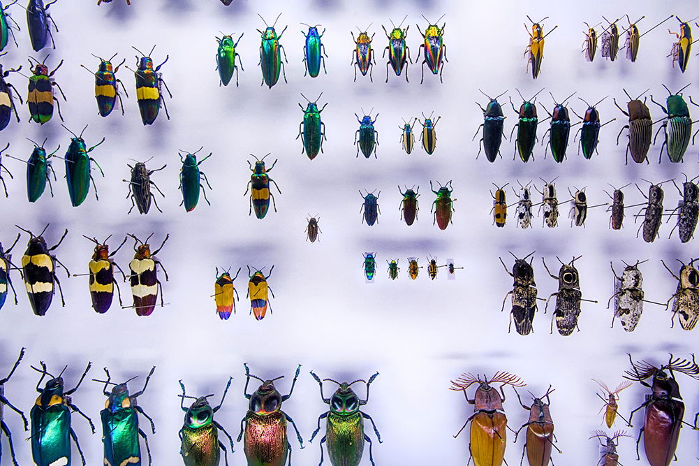 Dr. Crawley’s Insectorium