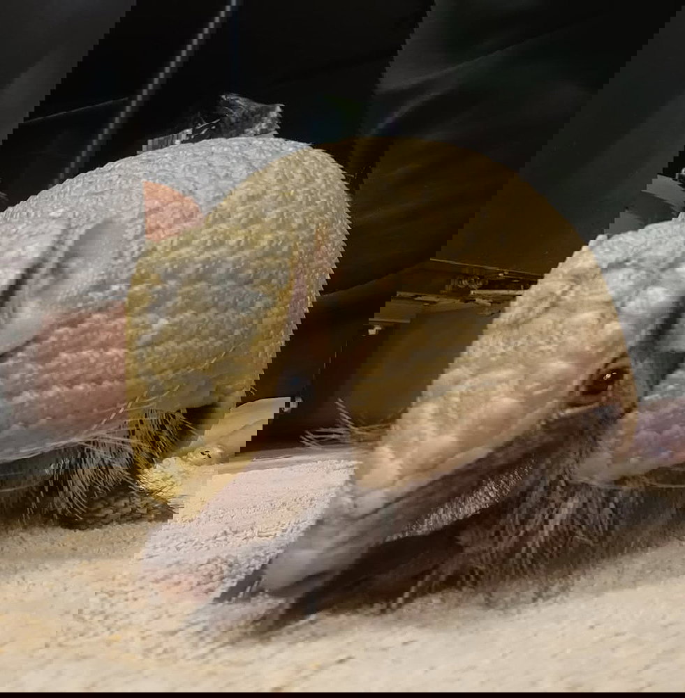 Boulder the Three-Banded Armadillo