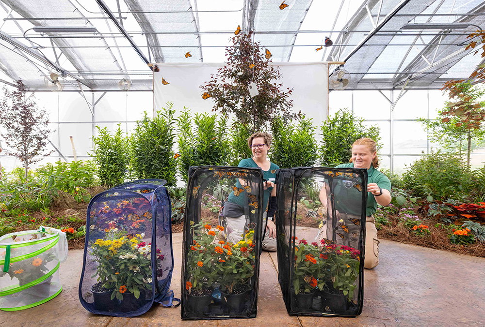 Butterfly House