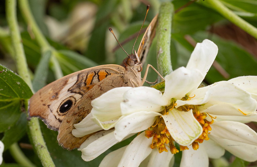 Butterfly House