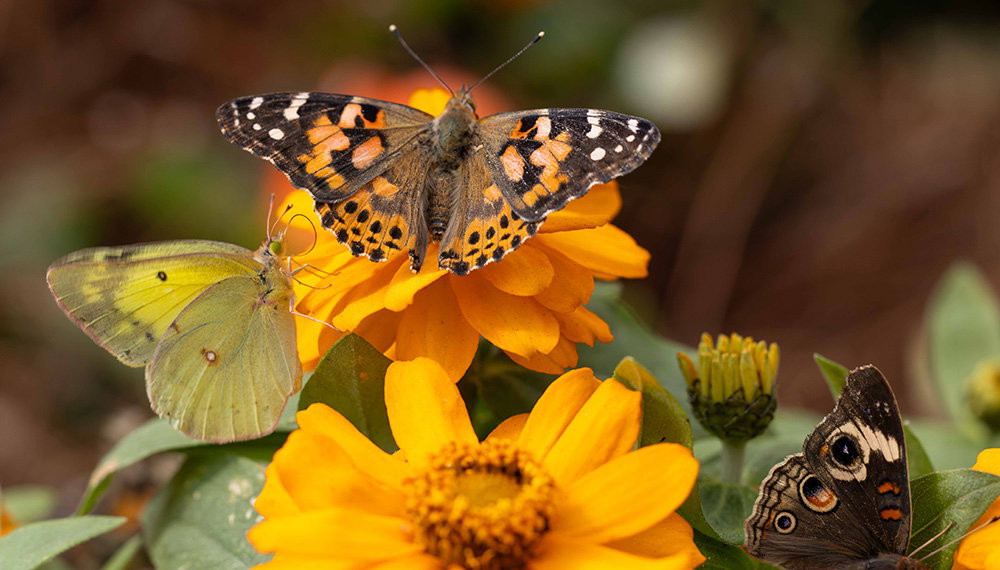Butterfly House