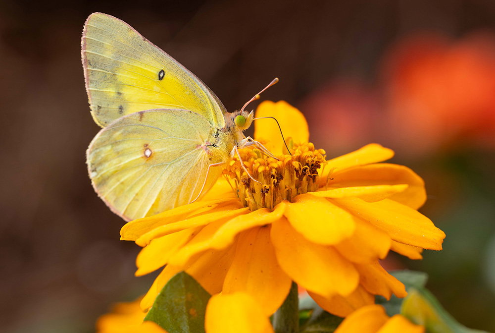 Butterfly House