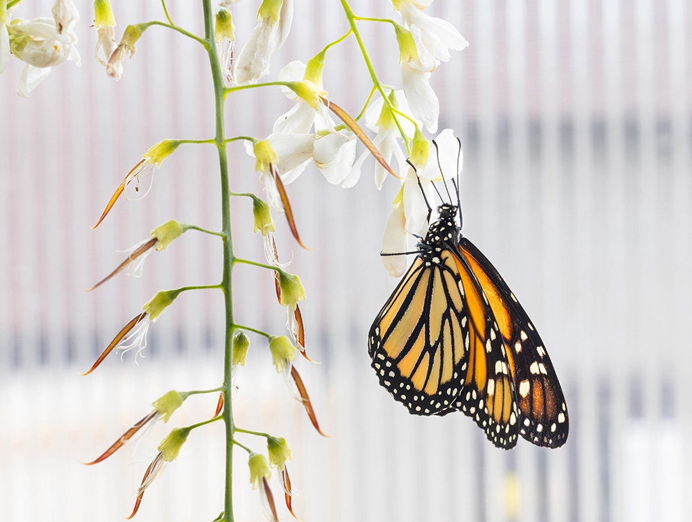 Butterfly House
