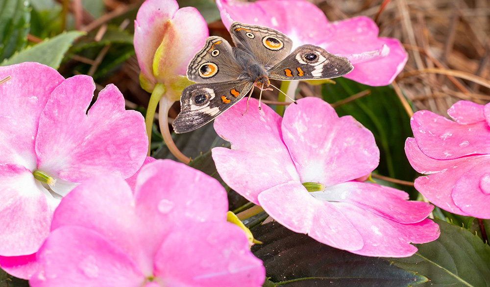 Butterfly House