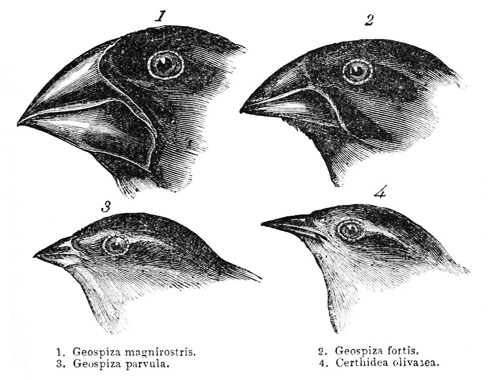 Darwin’s Finches