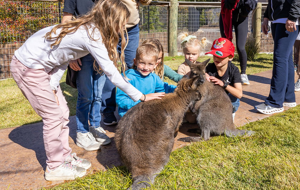 Wallaby Walkabout