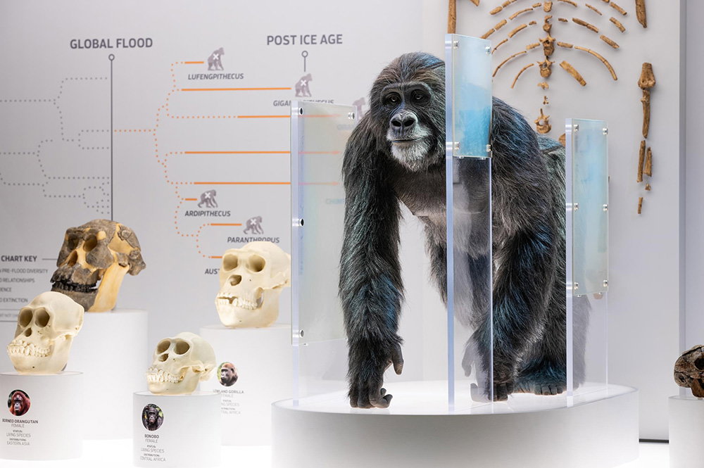 Lucy Display