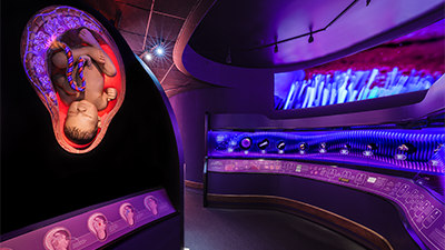 Fearfully & Wonderfully Made Exhibit