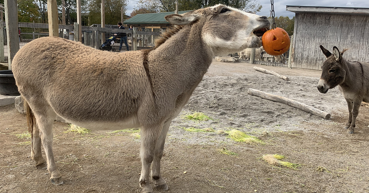 Fall Enrichment at the Eden Animal Experience