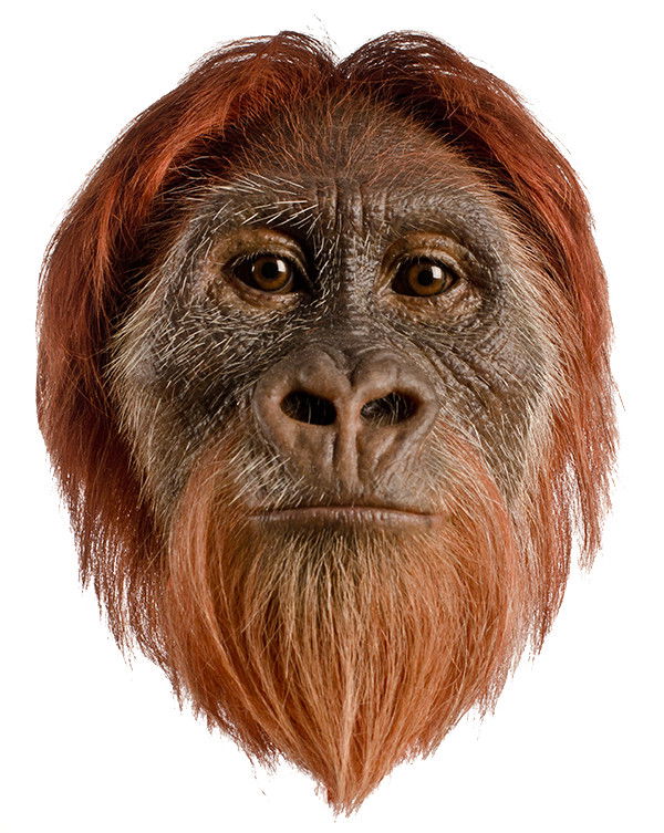 australopithecus africanus reconstruction