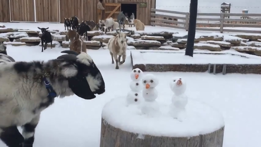 Goats with Snowmen at Ararat Ridge Zoo