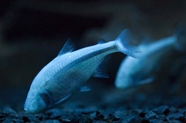 Blind cavefish natural selection