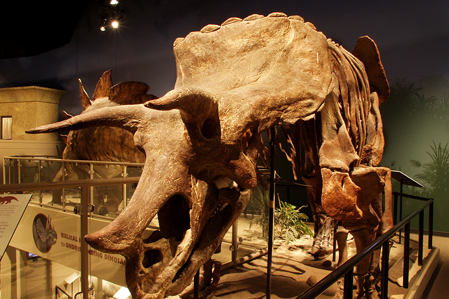 Exhibits | Creation Museum