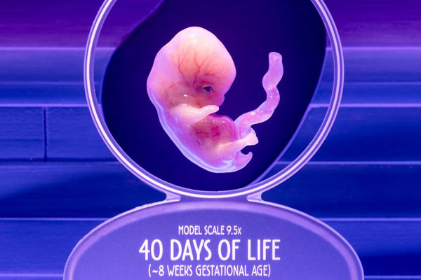 Life-like models of babies during gestation