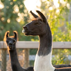 Creation Zoo Alpacas