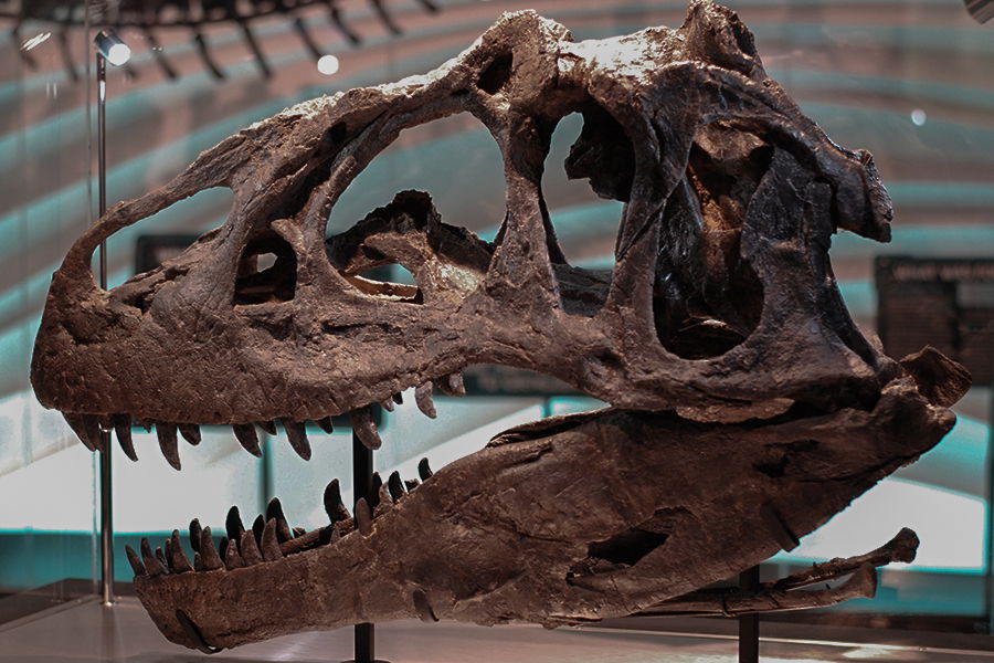 Allosaurus Fossil