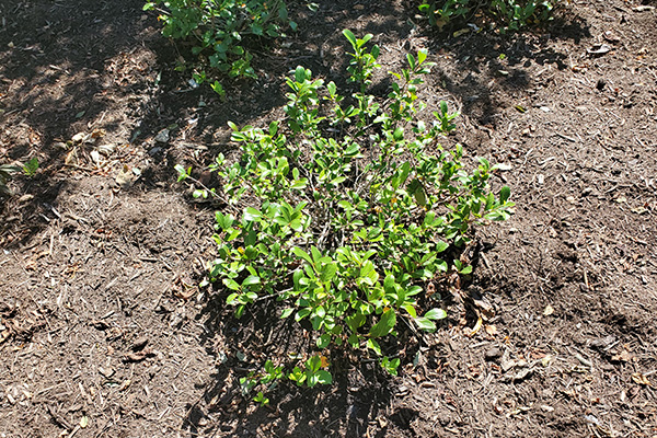 Low Scape Mound Chokeberry