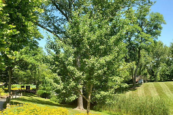 Maidenhair Ginkgo Tree