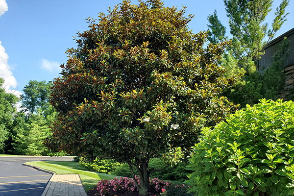 Bracken’s Brown Beauty Magnolia