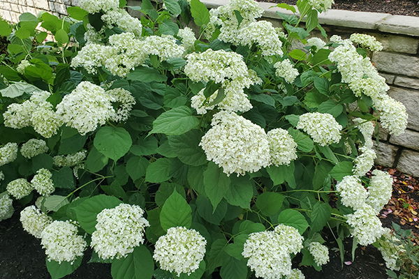 Incrediball Hydrangea