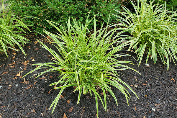 Variegated Lilyturf