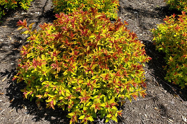 Magic Carpet Japanese Spirea