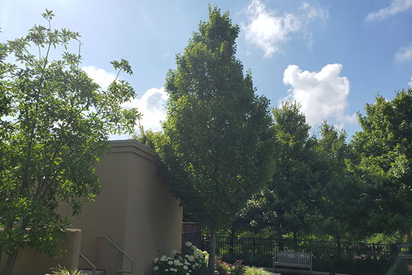 Columnar Norway Maple