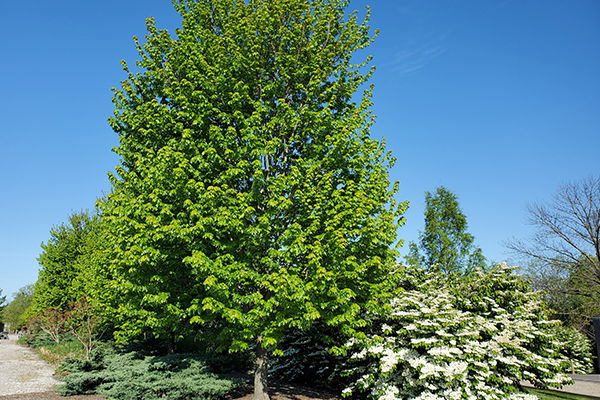 Autumn Blaze Maple