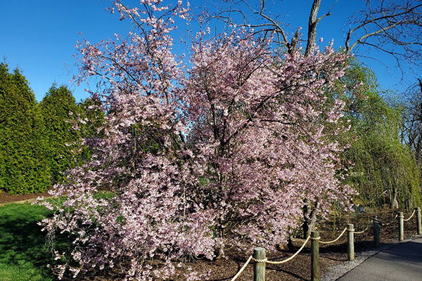 Autumn Flower Cherry