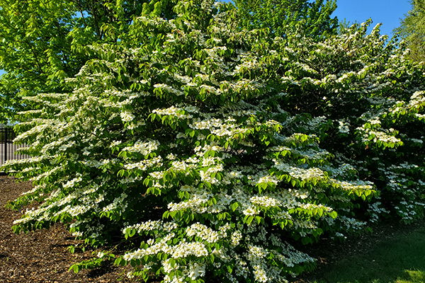 Doublefile Viburnum