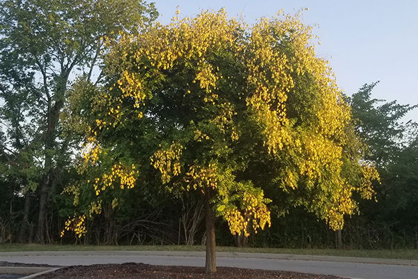 Golden Raintree