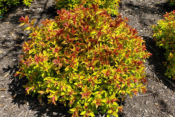 Magic Carpet Japanese Spirea