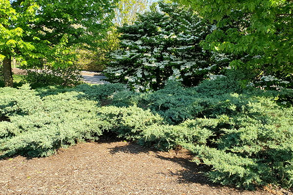 Grey Owl Juniper