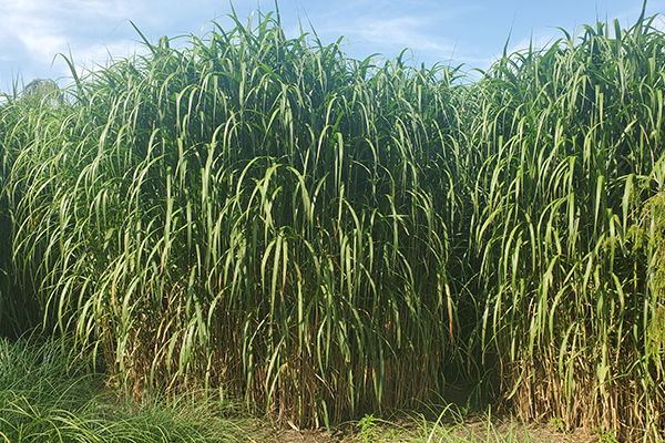 Giant Chinese Silver Grass