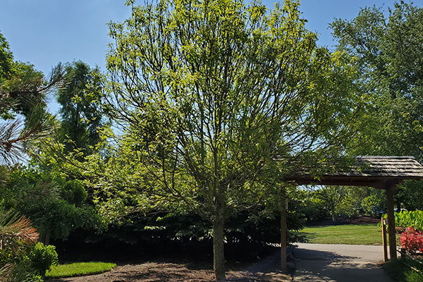 Golden Desert Yellow Ash