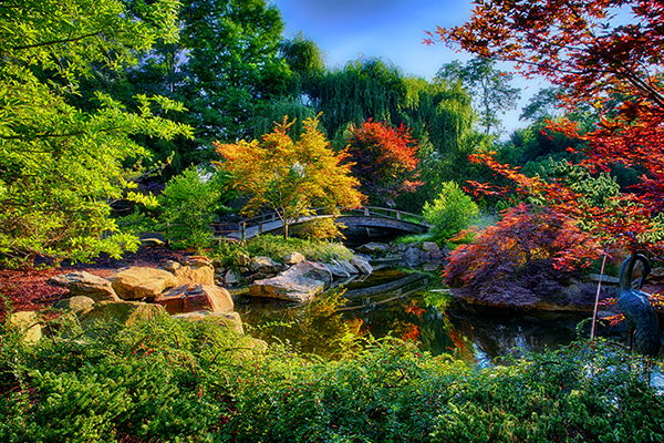 Koi Pond Garden