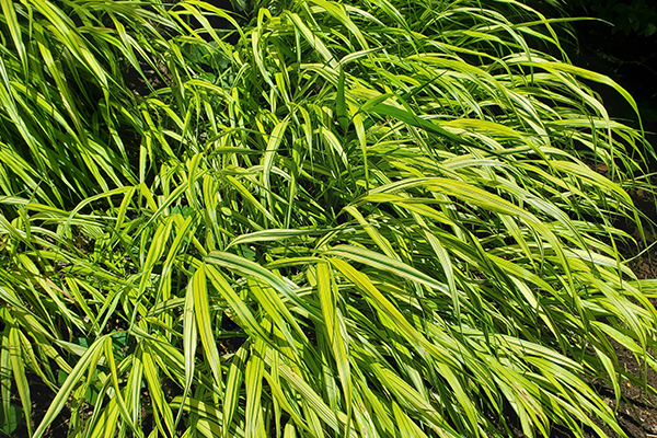 Aureola Japanese Forest Grass