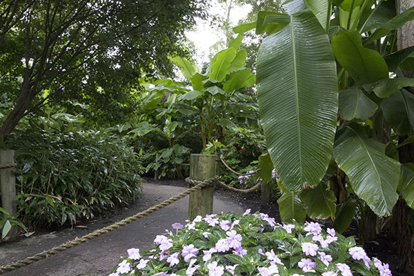 Rainforest Garden