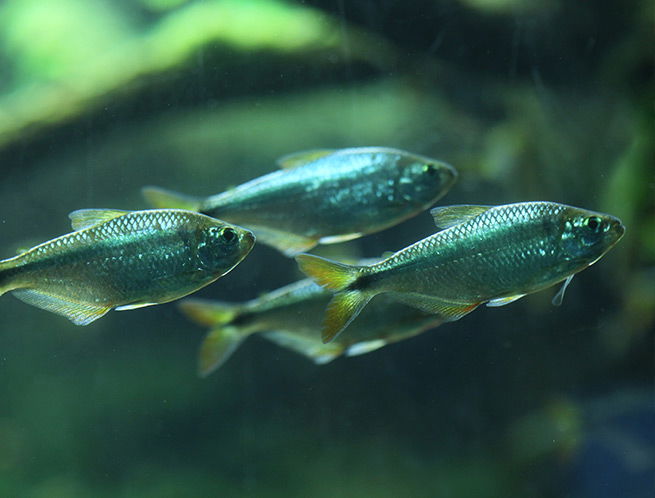 Blind Cave Fish