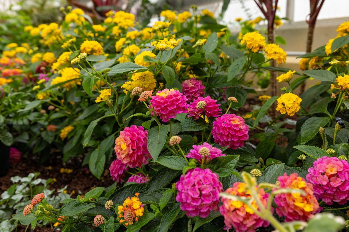 Plants of the Bible Conservatory