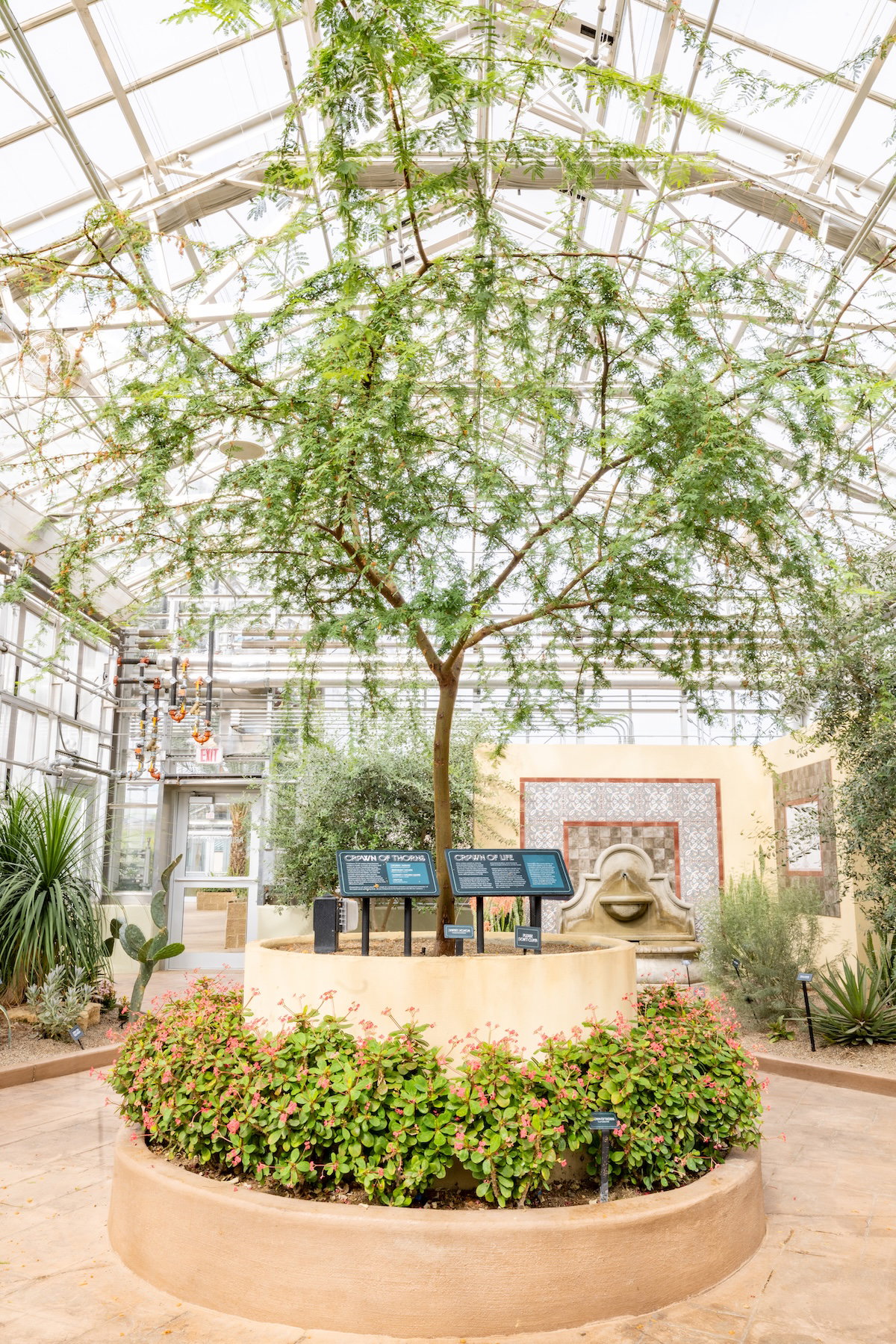 Plants of the Bible Conservatory