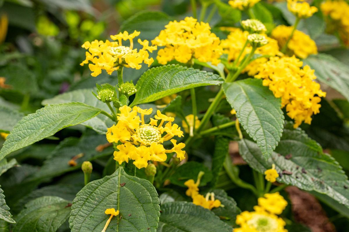 Plants of the Bible Conservatory
