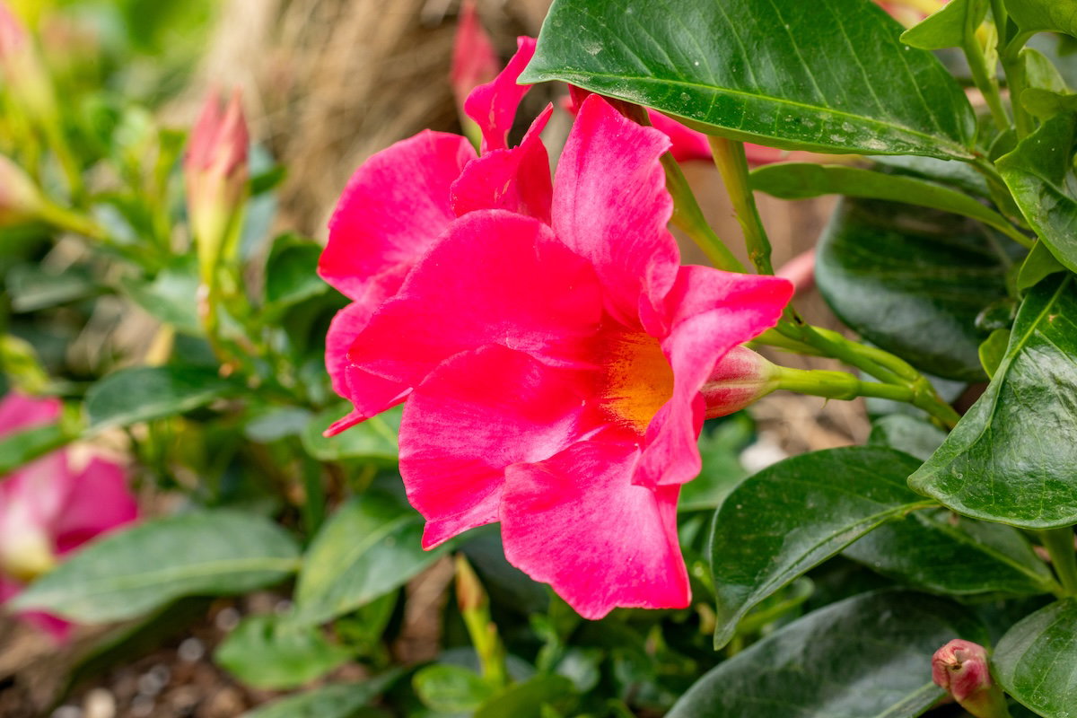 Plants of the Bible Conservatory