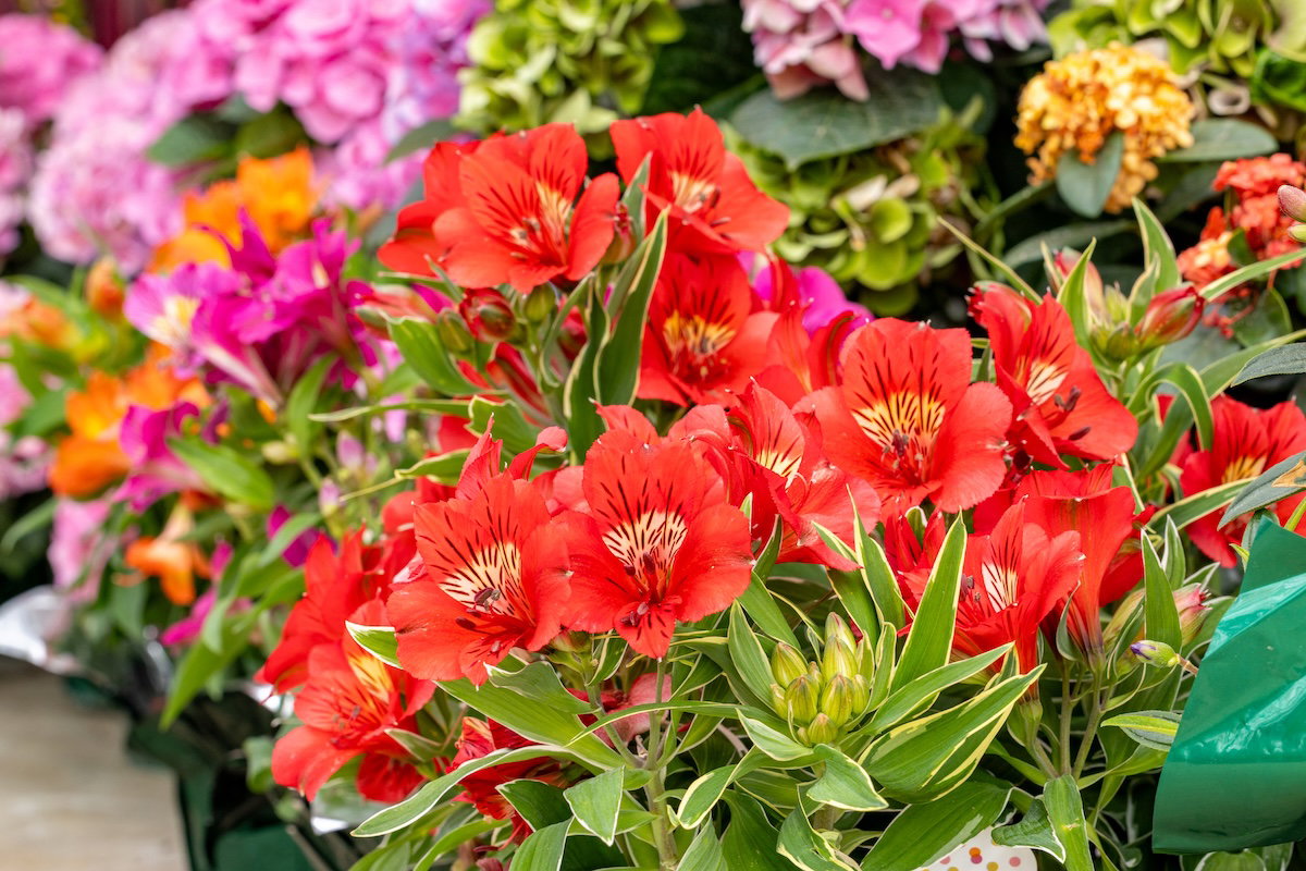 Plants of the Bible Conservatory