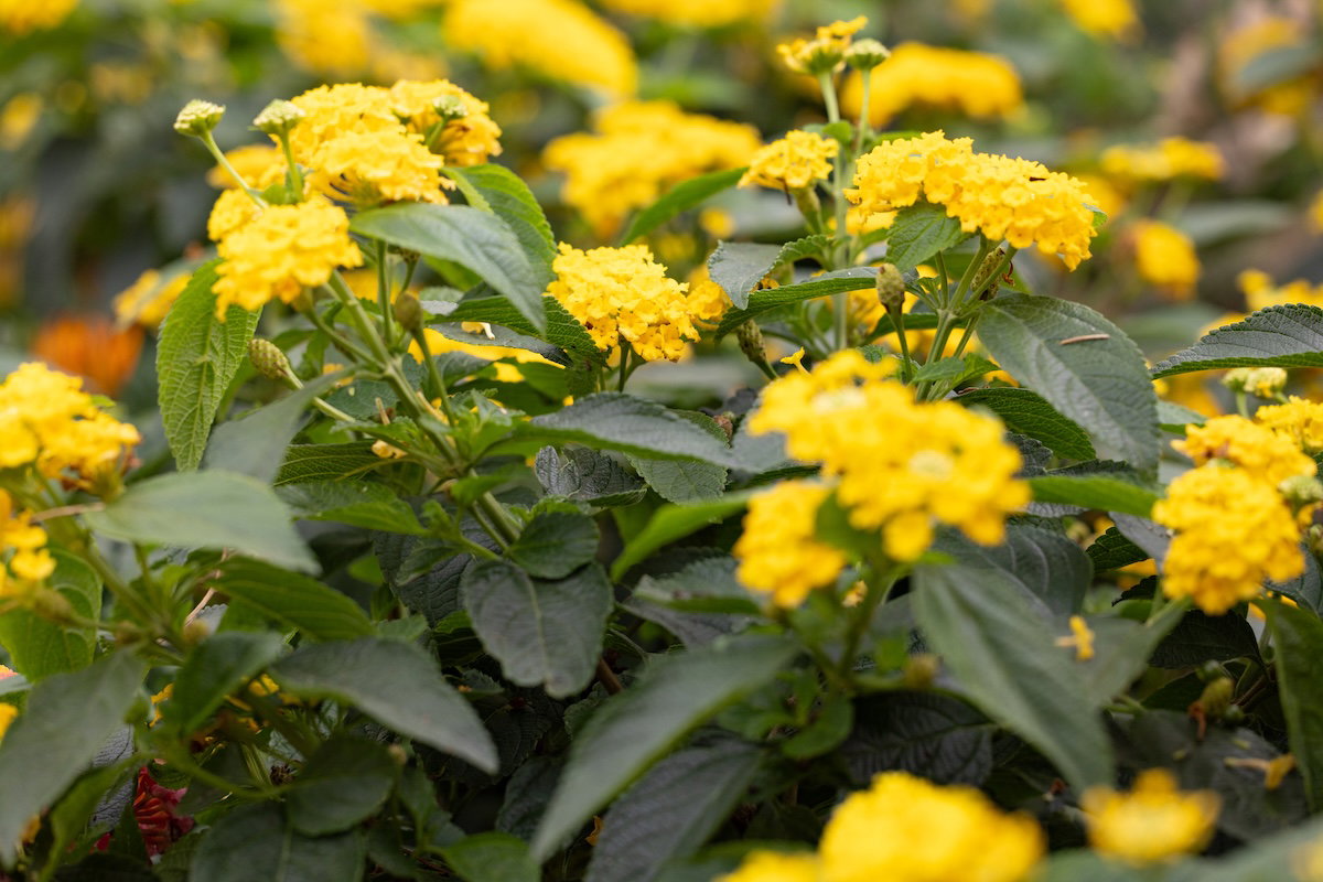 Plants of the Bible Conservatory