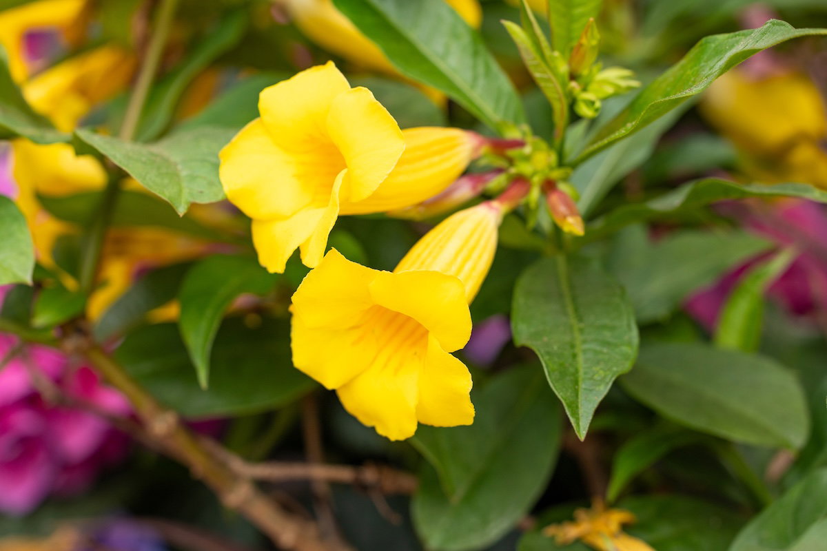 Plants of the Bible Conservatory