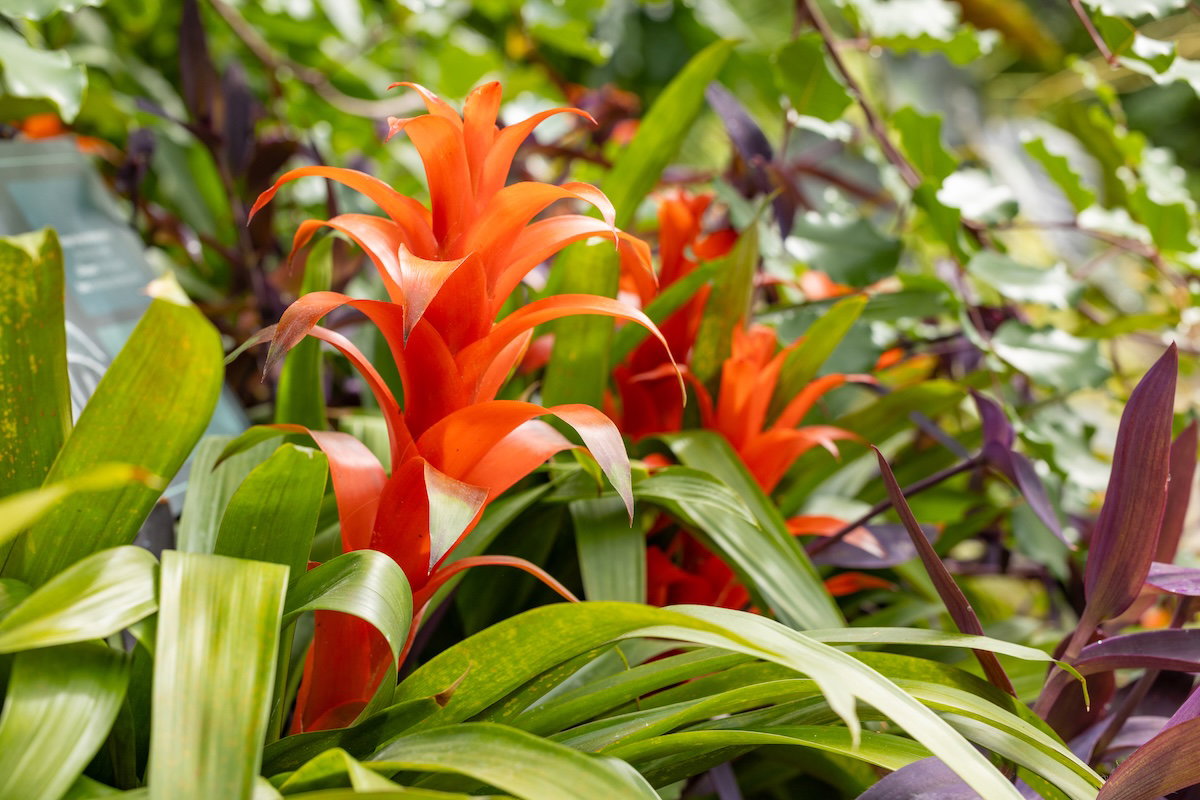 Plants of the Bible Conservatory