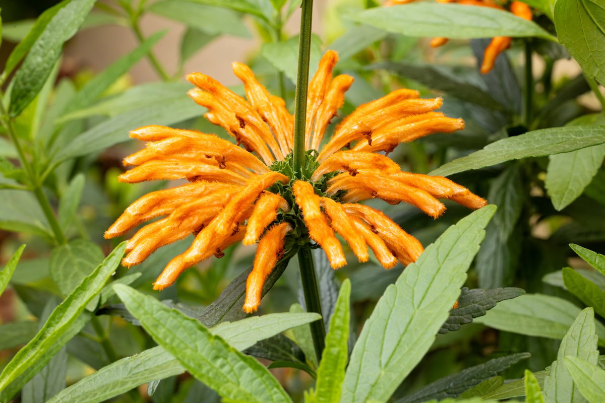 Plants of the Bible Conservatory