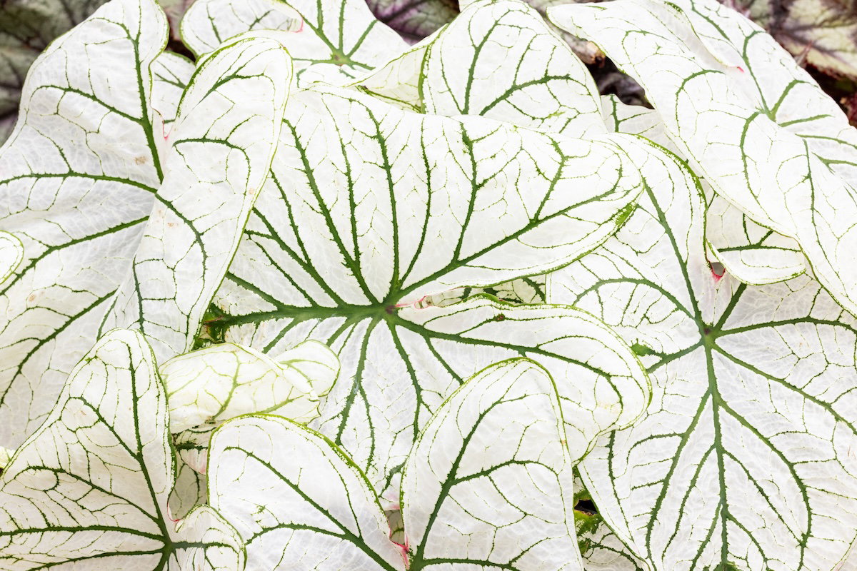 Plants of the Bible Conservatory